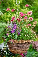 Fall hanging basket with Echinacea