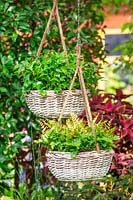 Hanging basket with fern