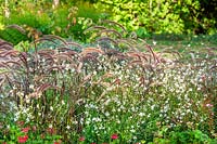 Planting with Pennisetum and Gaura