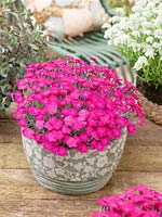 Dianthus Electra in pot