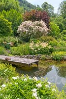 Natural swimming pond with Weigela