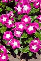 Catharanthus Mega Bloom Orchid Halo