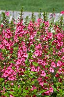 Angelonia Angelface ® Perfectly Pink