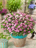 Ageratum Pink Ball in pot