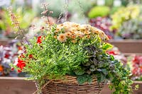 Fall hanging basket with Chrysanthemum