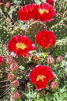 Opuntia Taylor's Red