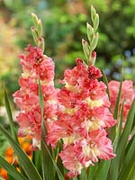 Gladiolus Hybride