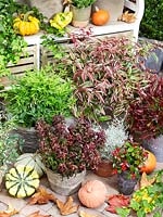 Fall plants in pot