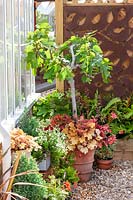 Ficus carica in plant container