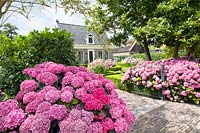 Front yard with Hydrangea