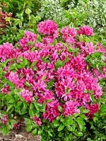 Rhododendron Fumiko