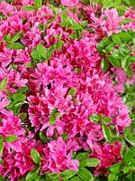 Rhododendron Fumiko
