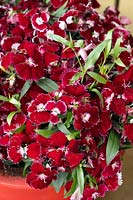 Dianthus Floral Lace ® Red