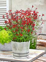 Salvia Royal Bumble in pot