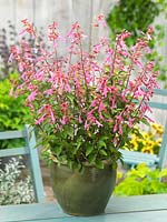 Salvia Kisses and Wishes in pot