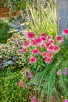 Fall planting with Echinacea