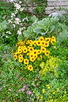 Fall planting with Heliopsis