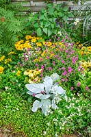 Fall planting with Heliopsis