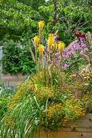 Planting with Kniphodia and Bidens