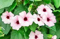 Thunbergia Sunny Susy ® Pink Beauty