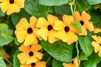 Thunbergia Sunny Susy ® Apricot