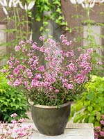 Pelargonium Pinky Pinks in pot