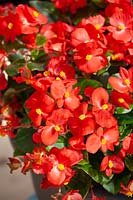 Begonia Topspin Red