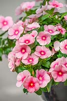 Catharanthus Cora ® Cascade Shell Pink