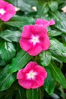 Catharanthus Cora ® XDR Pink Halo