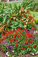 Colorful annual border with Amaranthus Hot Biscuits