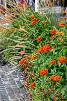 Planting with Zinnia