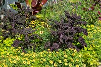Annual border with Brassica oleracea var. sabellica