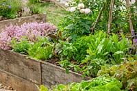 Raised bed with lettuce and herbs