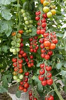 Solanum Zvezdnaya Rossyp F1