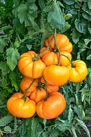 Solanum Bychie Serdse Zolotoye