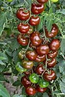 Solanum Chernaya Pantera F1