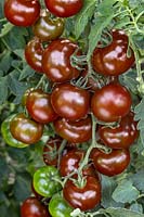 Solanum Chernaya Pantera F1