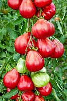 Solanum Malinoviy Silach