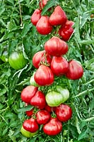 Solanum Malinoviy Silach