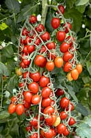 Solanum Stolichnaya Shtuchka F1