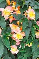 Begonia RiseUp™ Sansibel Peach