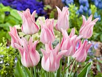 Tulipa Lily Flowered Ballade Lady