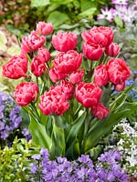 Tulipa Double Late Crown Princess Mary