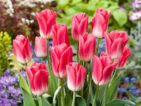 Tulipa Triumph Dynasty