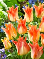 Tulipa Lily Flowered Moonblush