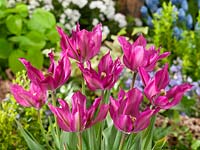 Tulipa Liliy Flowered Purple Dance