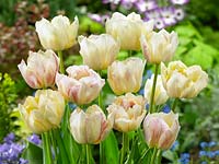 Tulipa Double Early Silk Road