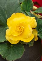 Begonia AmeriHybrid ® Roseform Yellow