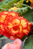 Begonia AmeriHybrid ® Picotee Sunburst