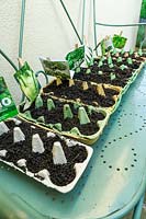 Cultivating vegetable seeds